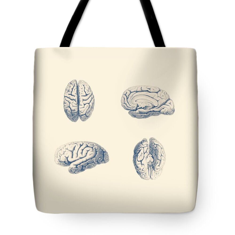 Human Brain Tote Bag featuring the mixed media Human Brain Anatomy - Simple Multi-View by Vintage Anatomy Prints