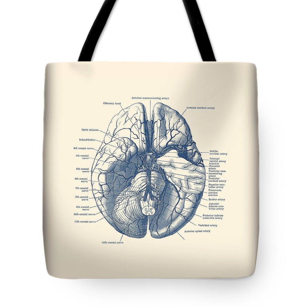 Brain Tote Bag featuring the drawing Human Brain Diagram - Anatomy Poster by Vintage Anatomy Prints