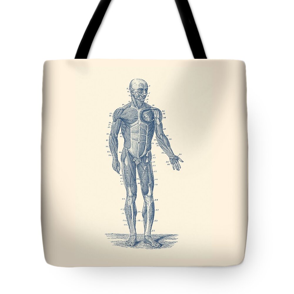 Skeleton Tote Bag featuring the drawing Human Muscle System - Vintage Anatomy Print by Vintage Anatomy Prints