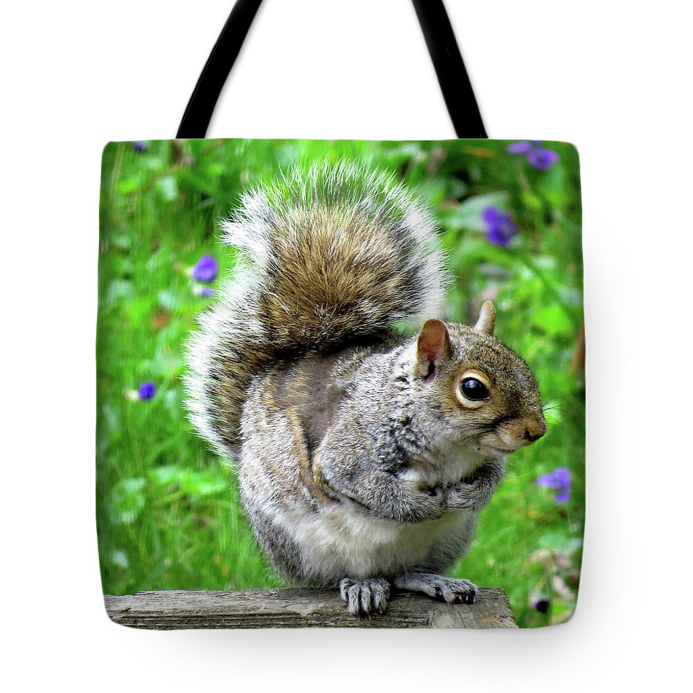 Eastern Grey Squirrels Tote Bag featuring the photograph Humble Squirrel by Linda Stern