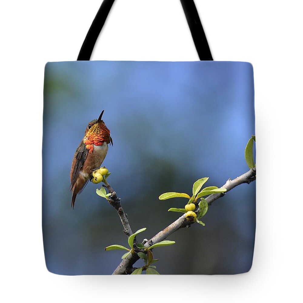 Linda Brody Tote Bag featuring the photograph Hummingbird Feeling Pretty 1 by Linda Brody