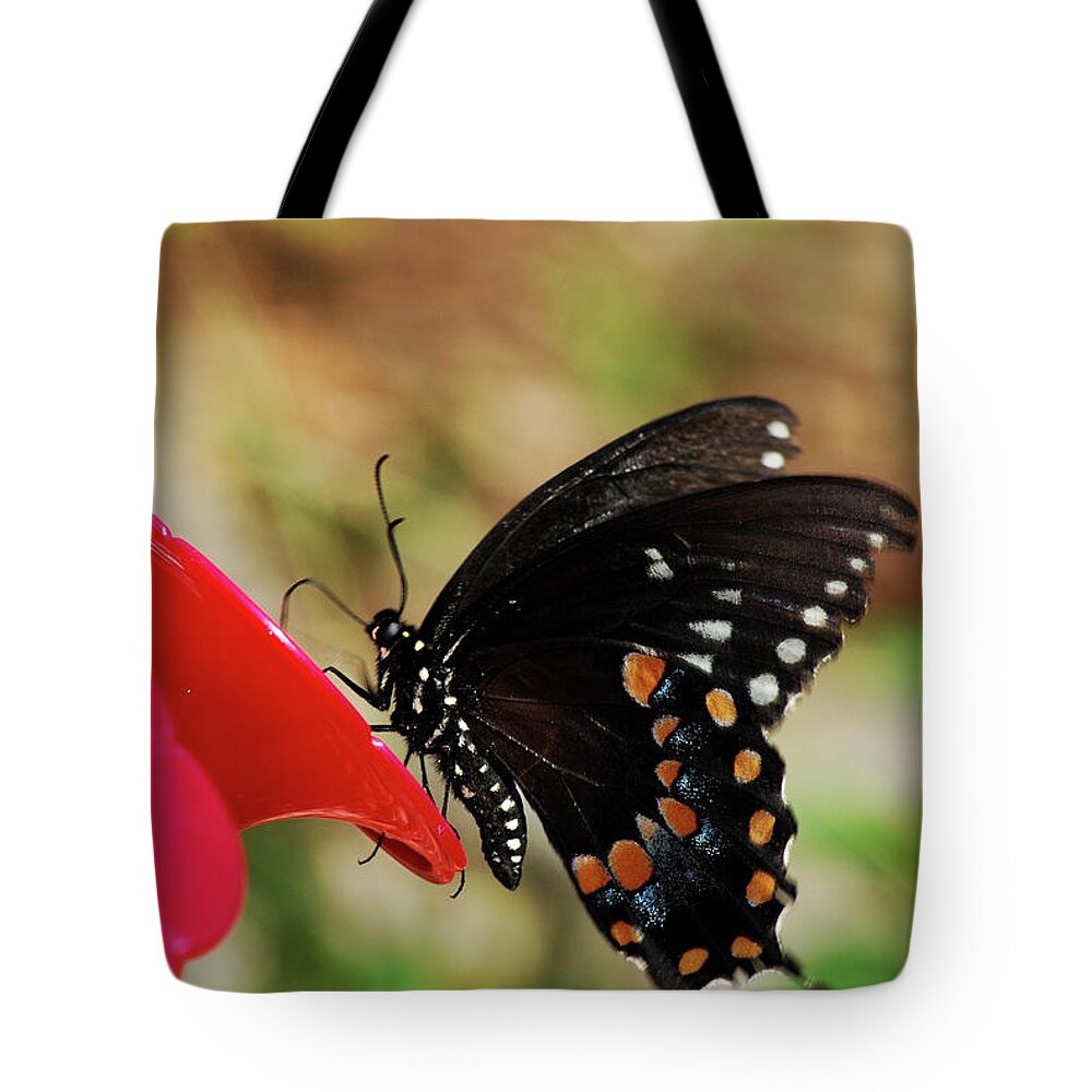 Butterfly Tote Bag featuring the photograph Hummingbird Imposter by Lori Tambakis