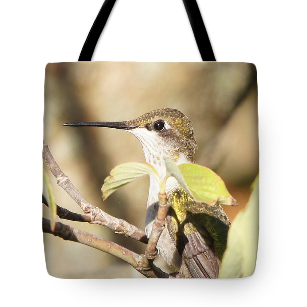 Hummingbird Tote Bag featuring the photograph Hummingbird Watching the Watcher by Robert E Alter Reflections of Infinity