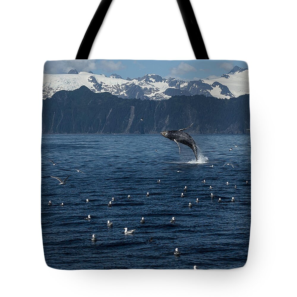 Alaska Tote Bag featuring the photograph Humpback Whale Breach 3.1. mp by Ian Johnson