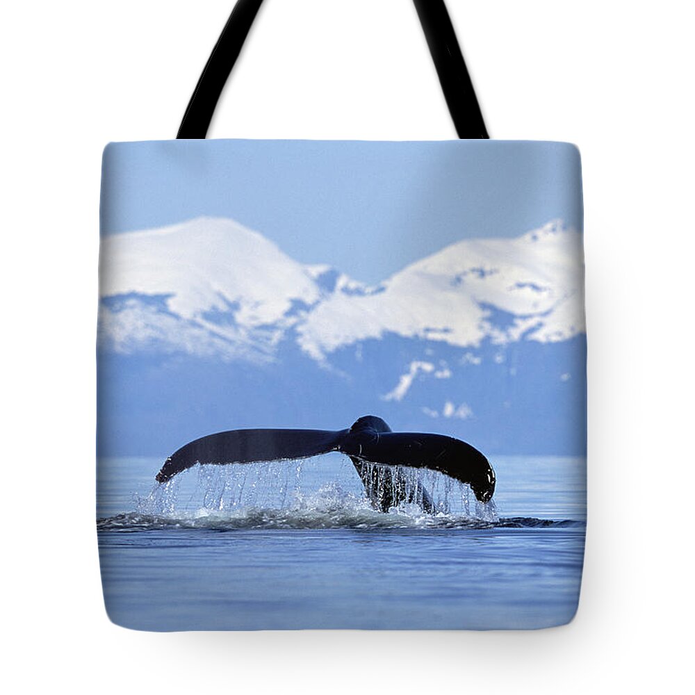 Mp Tote Bag featuring the photograph Humpback Whale Megaptera Novaeangliae by Konrad Wothe