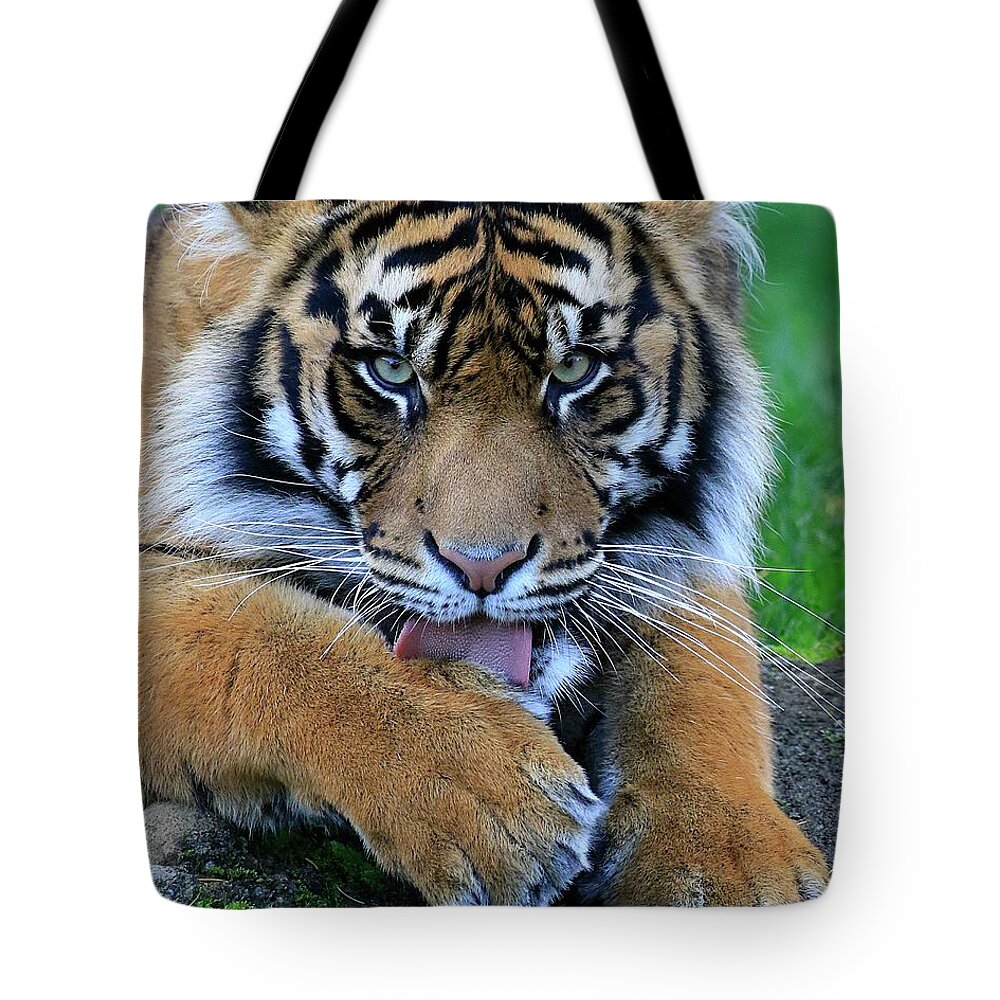 Tiger Tote Bag featuring the photograph Hunger by Steve McKinzie