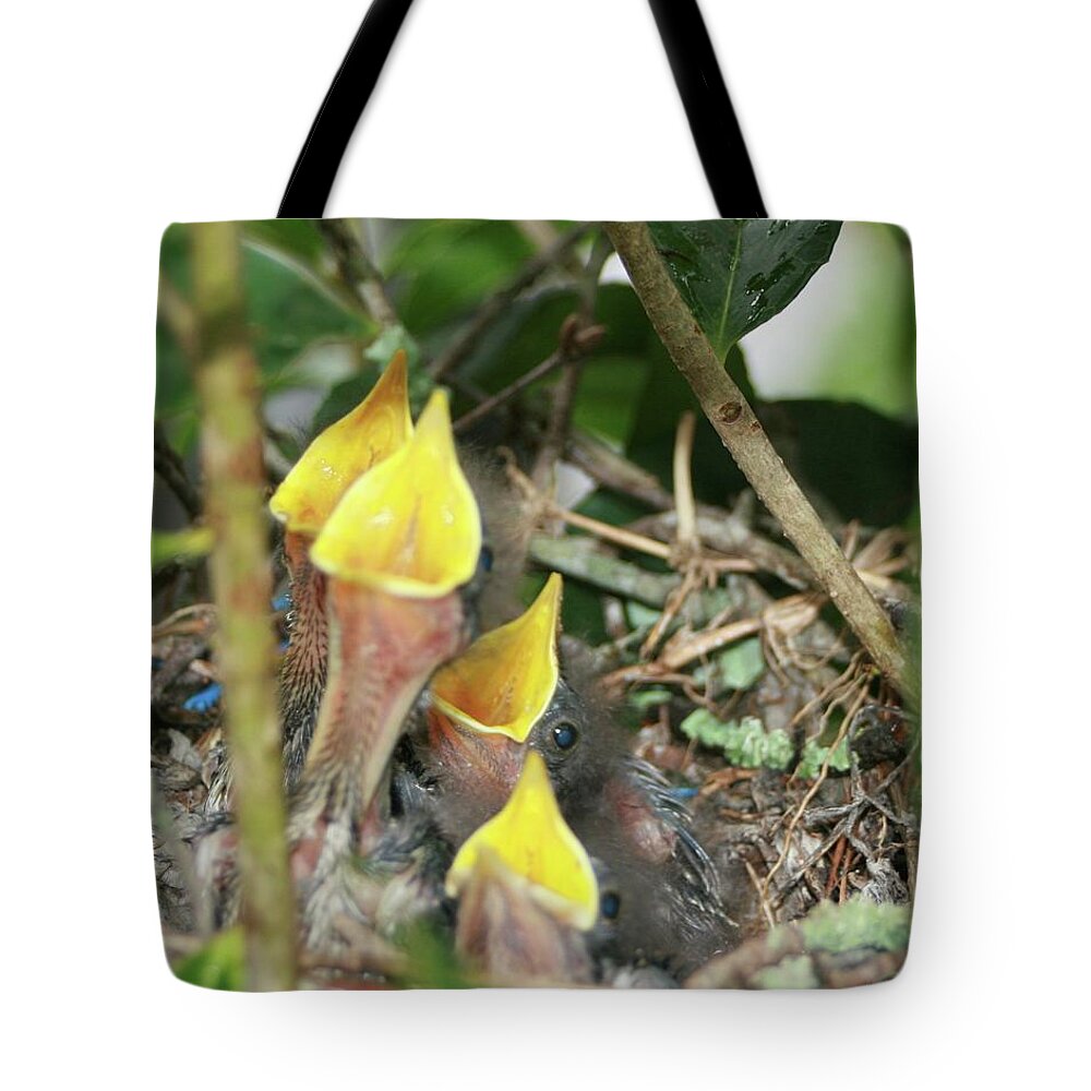 Hungry Baby Birds Tote Bag featuring the photograph Hungry Baby Birds by Jerry Battle