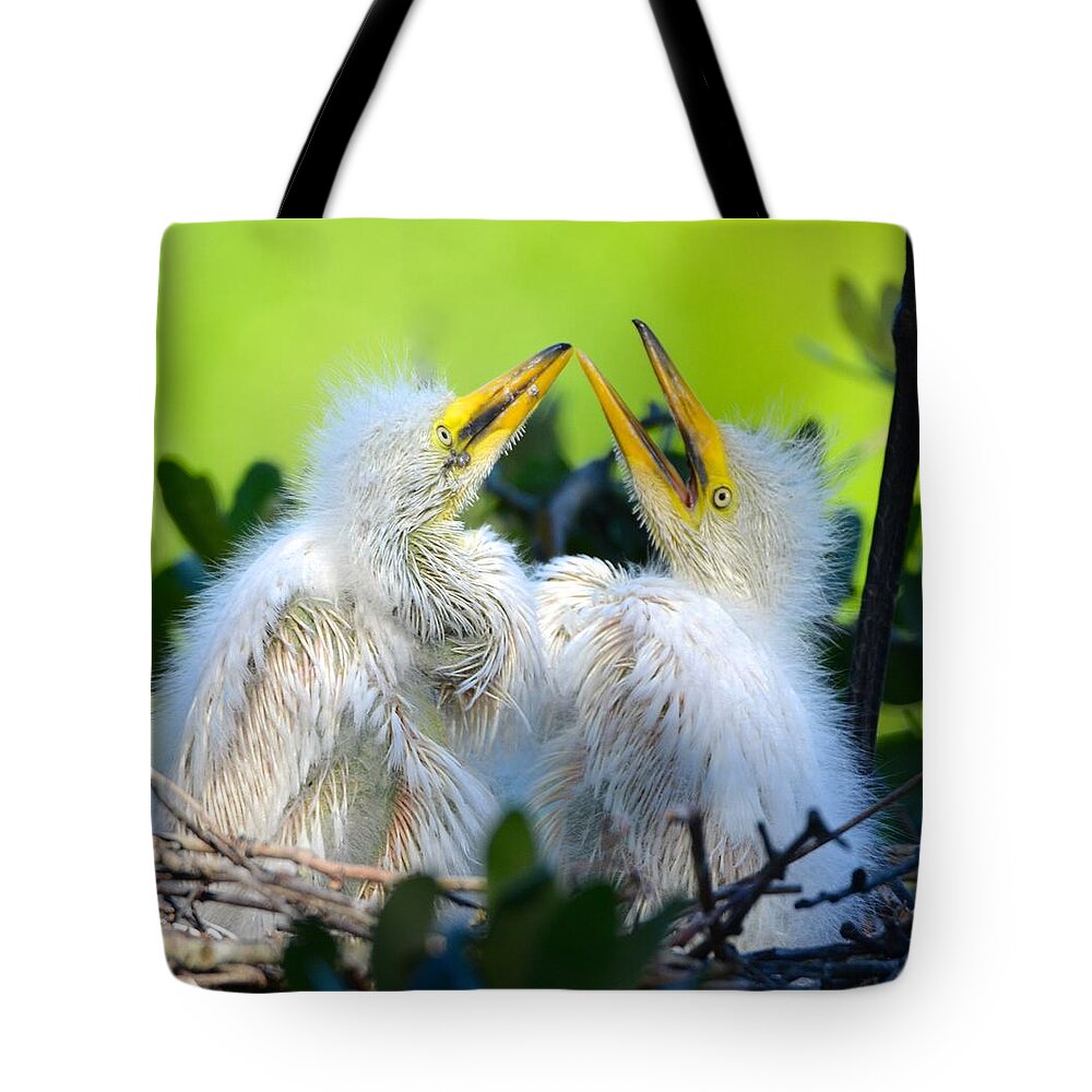 St. Augustine Tote Bag featuring the photograph Hungry Egret Chicks by Richard Bryce and Family