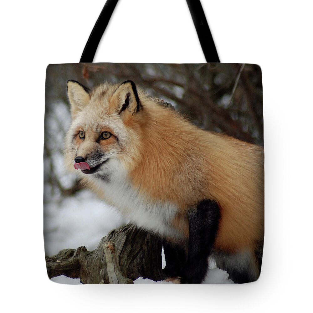 Fox Tote Bag featuring the photograph Hungry Fox by Richard Bryce and Family