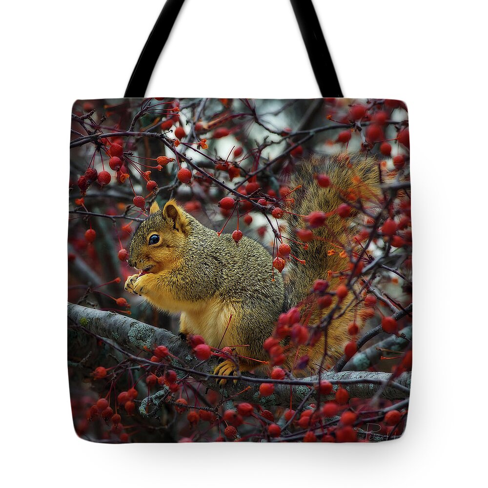 Squirrel Tree Crabapple Nature Animal Winter Autumn Wildlife Eating Tote Bag featuring the photograph Hungry Squirrel - squirrel dining on brilliant red crabapples in late autumn by Peter Herman