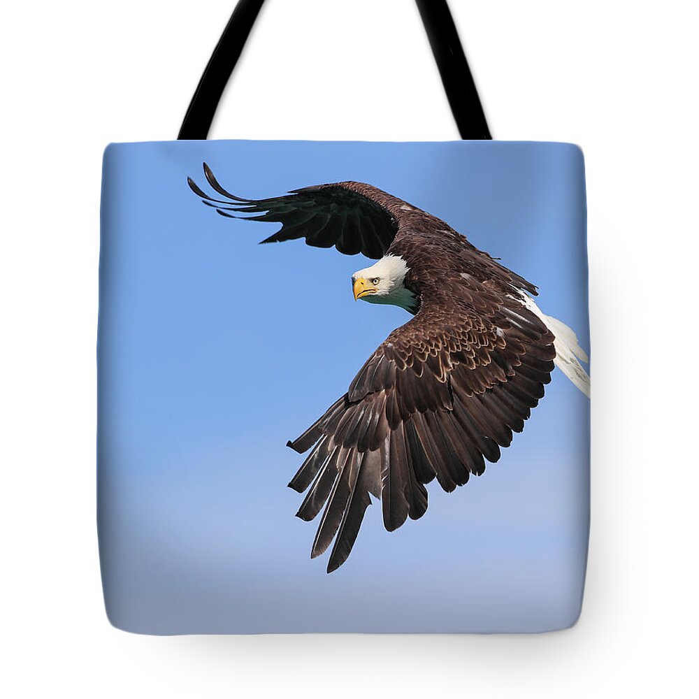 Sam Amato Photography Tote Bag featuring the photograph Hunting Bald Eagle by Sam Amato