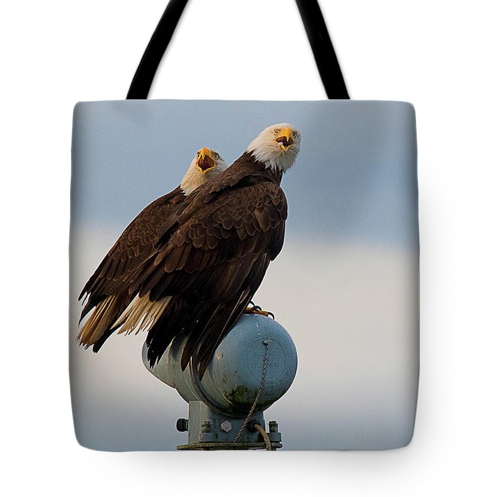 Blue Heron Comox British Columbia Pacific Ocean Canada Birds Wildlife. Ocean West Coast Miracle Beach Bald Eagle Tote Bag featuring the photograph Hunting Pair by Edward Kovalsky