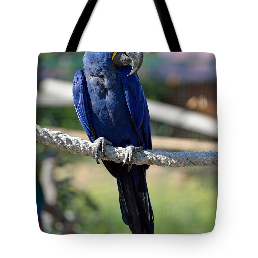 Hyacinth Macaw Tote Bag featuring the photograph Hyacinth Macaw by George Atsametakis