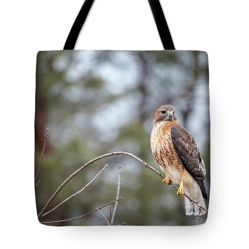 Westboylston Ma Mass Massachusetts Brian Hale Brianhalephoto Newengland New England Nicitating Membrane Blink Blinking Eye Eyelide Portrait Closeup Close Up Redtail Red-tail Red-shoulder Redshouldered Shouldered Red Tail Shoulder Hybrid Hawk Rare Hal Branch Tree Tote Bag featuring the photograph Hybrid Branch by Brian Hale
