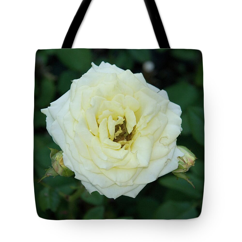 Hybrid Tea Rose Tote Bag featuring the photograph Hybrid Tea Rose by Ee Photography