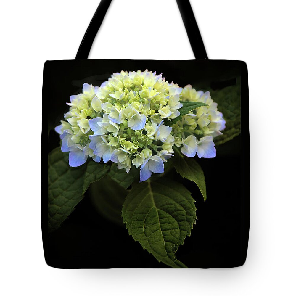 Hydrangea Tote Bag featuring the photograph Hydrangea in Bloom by Jessica Jenney