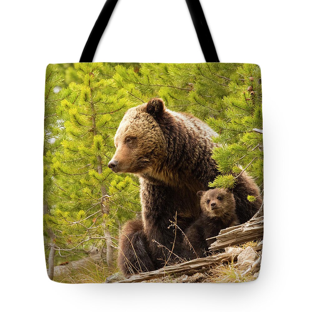 Grizzly Bears Tote Bag featuring the photograph I Am With You by Aaron Whittemore