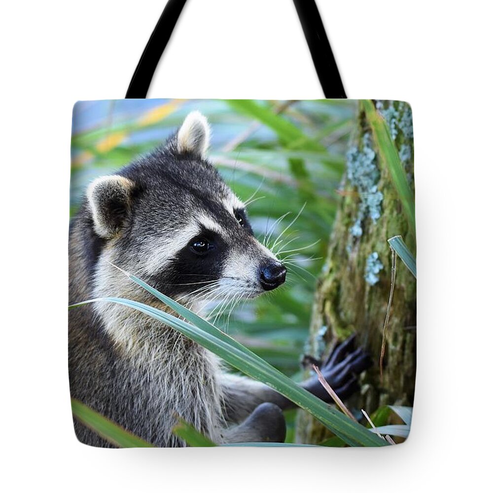 Raccoon Tote Bag featuring the photograph I Can See You by Julie Adair