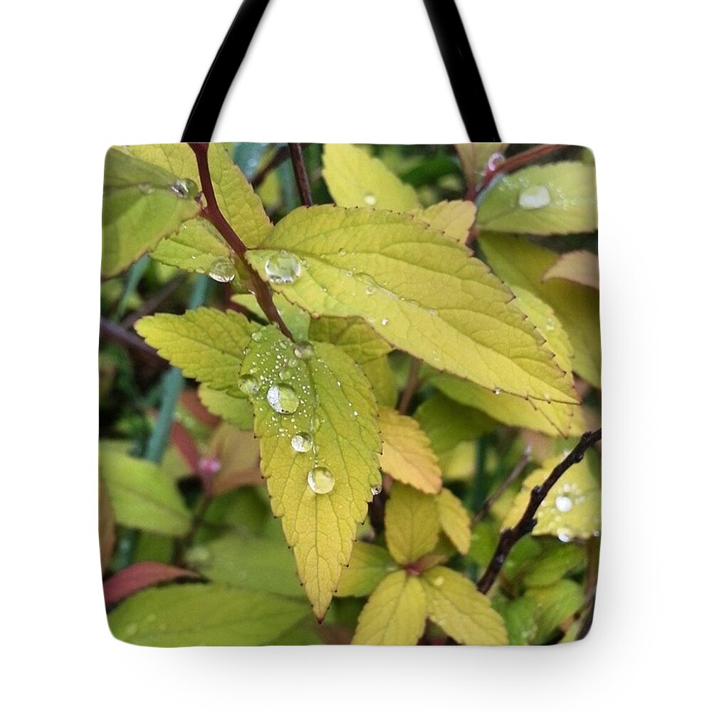 Dew Tote Bag featuring the photograph Dew by Lisa Amakye-Ansah