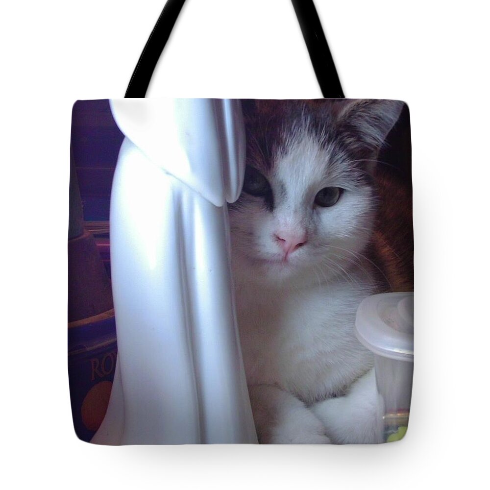 Kitten Tote Bag featuring the photograph I Know What You Are Thinking by Denise F Fulmer