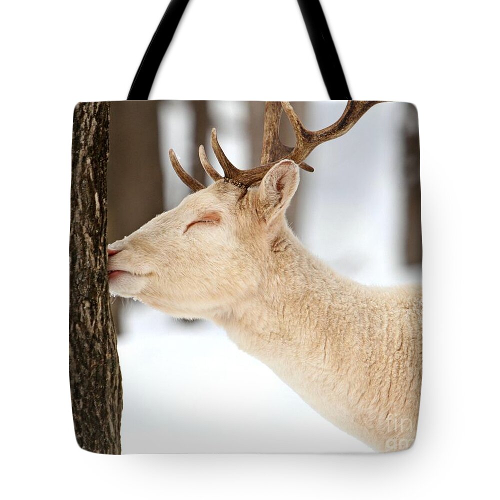 Deer Tote Bag featuring the photograph I LOVE this tree by Heather King