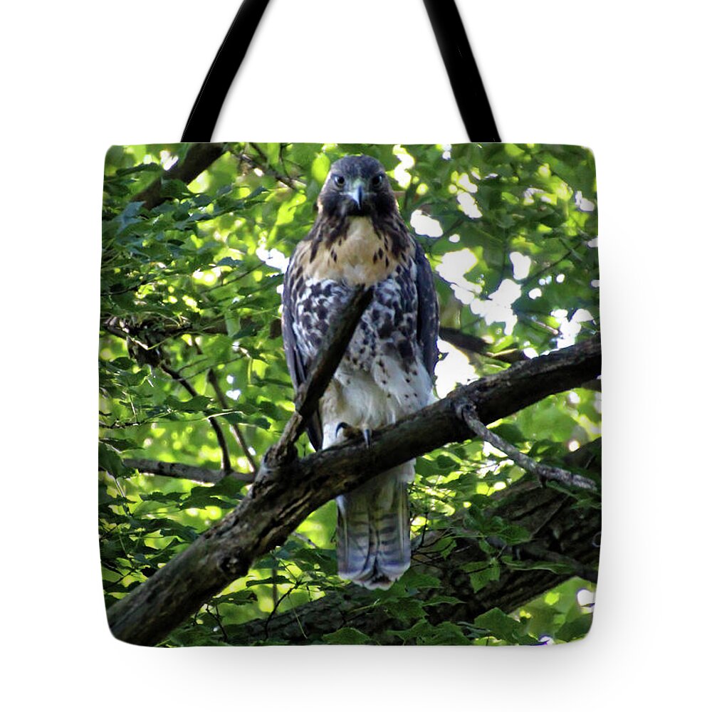 Hawk Tote Bag featuring the photograph I See You #1 by Doolittle Photography and Art
