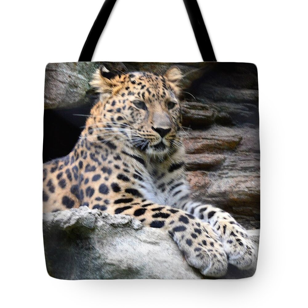 Animals Tote Bag featuring the photograph I See You by Charles HALL
