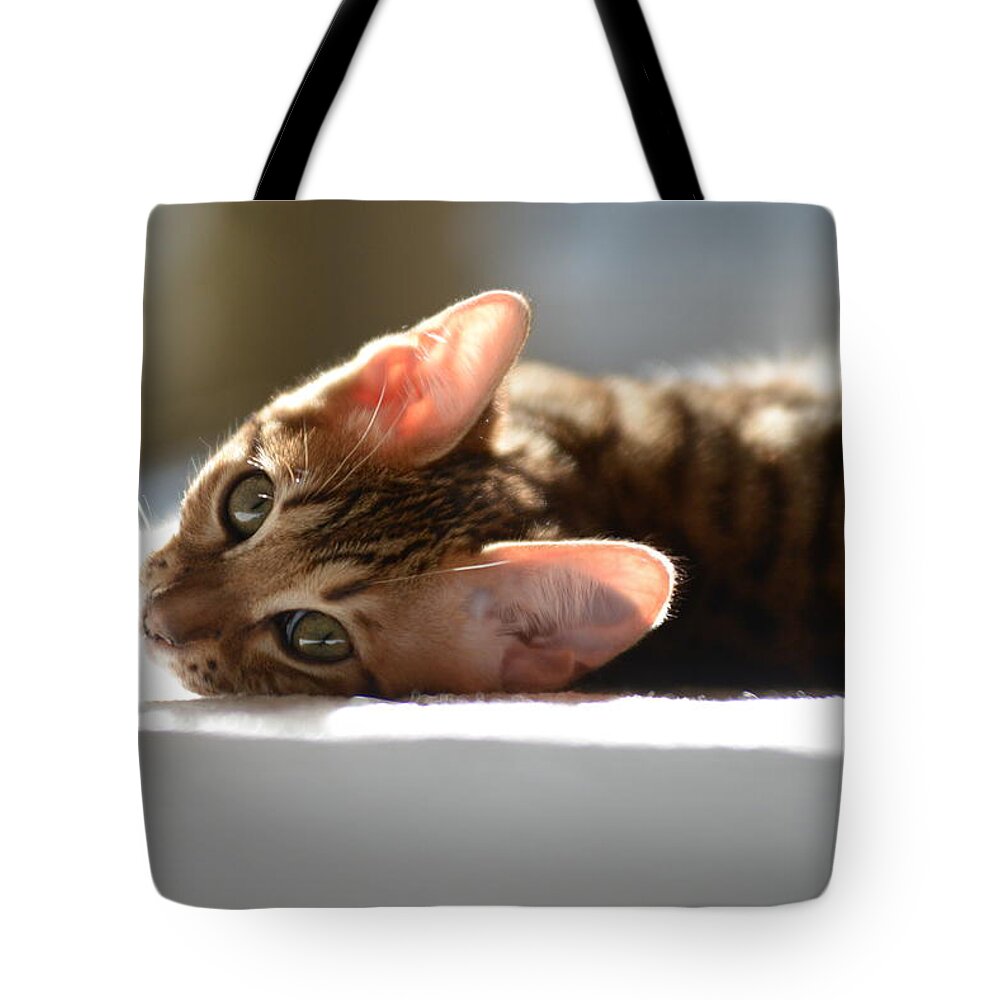 Kittens Tote Bag featuring the photograph I see you by Craig Incardone