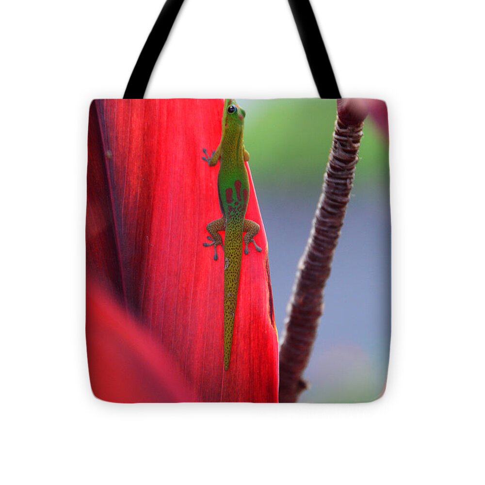 Gecko Tote Bag featuring the photograph I See You Gecko by Lawrence Knutsson