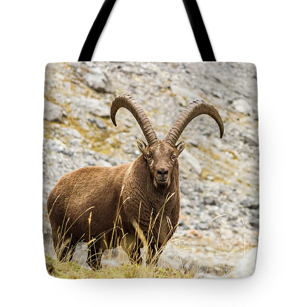 Wildlife Tote Bag featuring the photograph Ibex - 2 - French Alps by Paul MAURICE