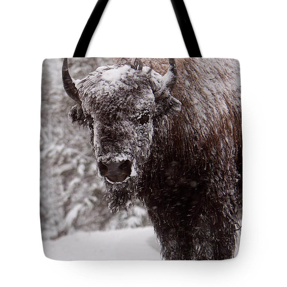 Mark Miller Photos Tote Bag featuring the photograph Ice Cold Winter Buffalo by Mark Miller