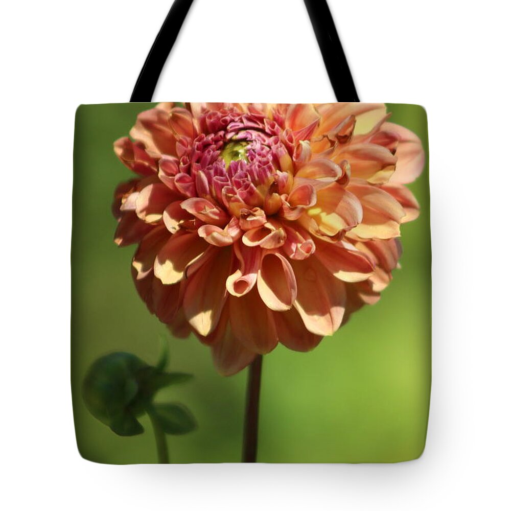 Ice Tea Tote Bag featuring the photograph Iced Tea Dahlia in Marzipan and Milano Tones by Colleen Cornelius