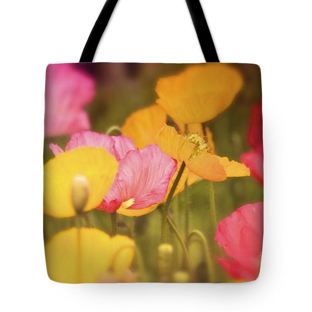 Poppy Pictures Tote Bag featuring the photograph Iceland Poppies warmly by Gus McCrea