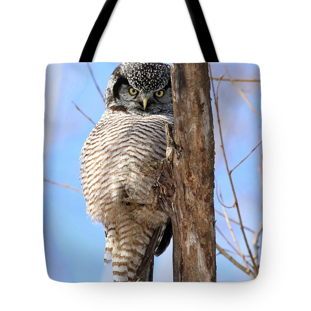 Hawk Owl Tote Bag featuring the photograph If looks could kill by Heather King