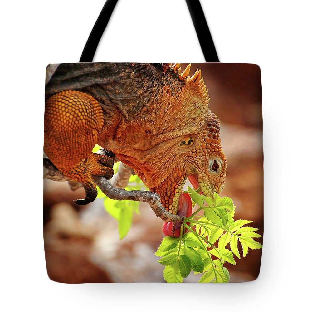 Iguana Tote Bag featuring the photograph Iguana Lunch by Ted Keller