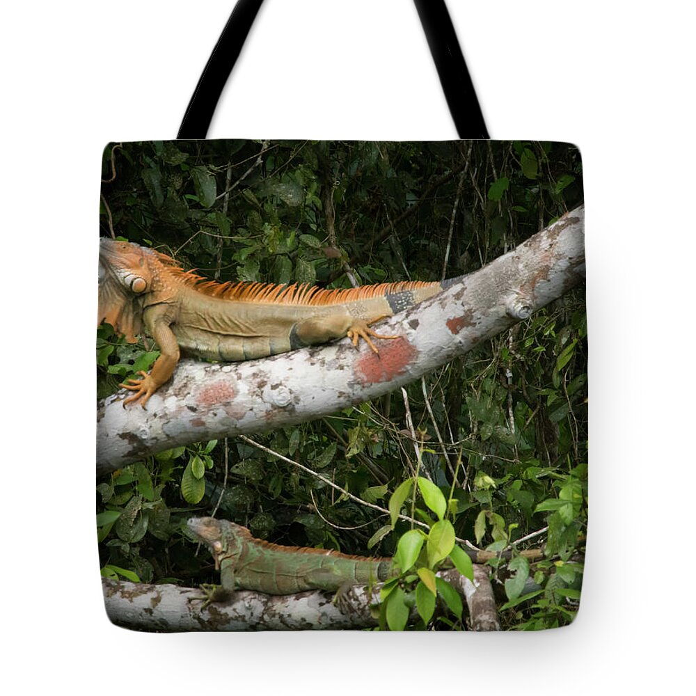 Iguana Tote Bag featuring the photograph Iguana Pair by Jessica Levant