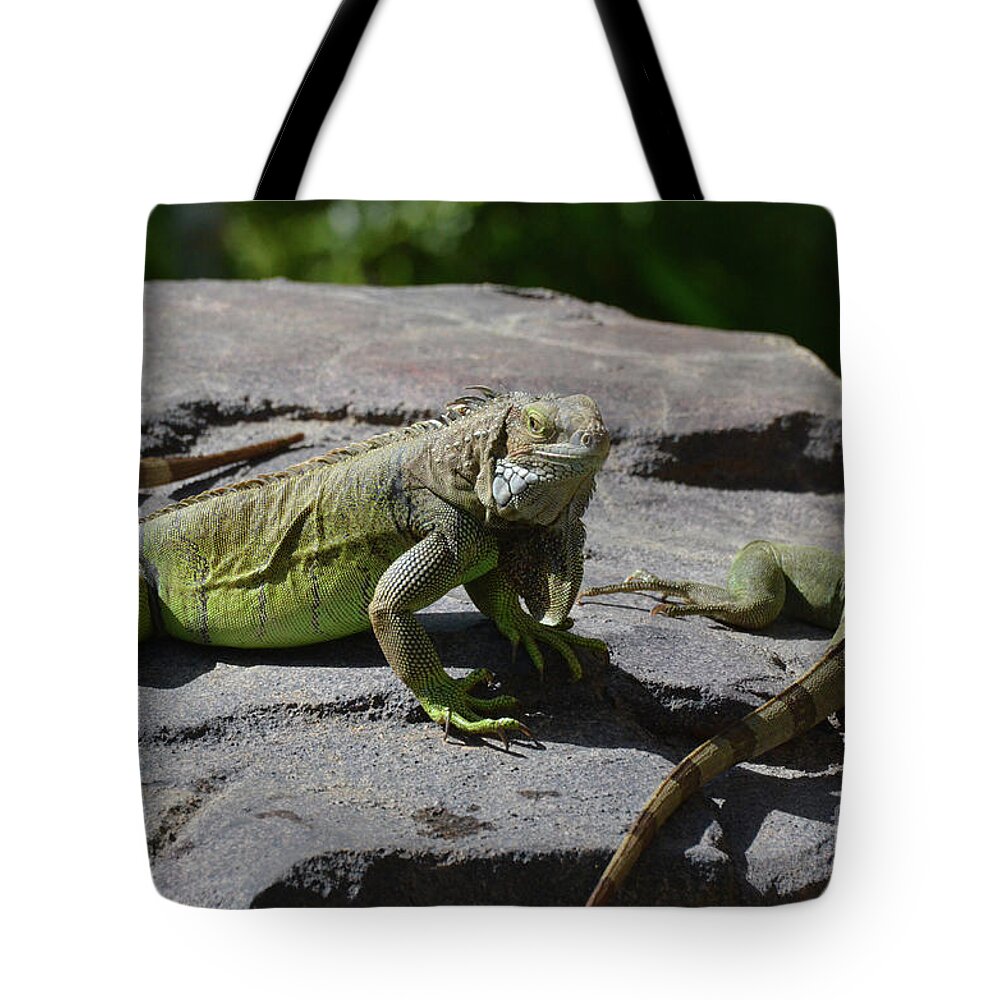 Iguana Tote Bag featuring the photograph Iguana Perched on a Rock in the Sun by DejaVu Designs