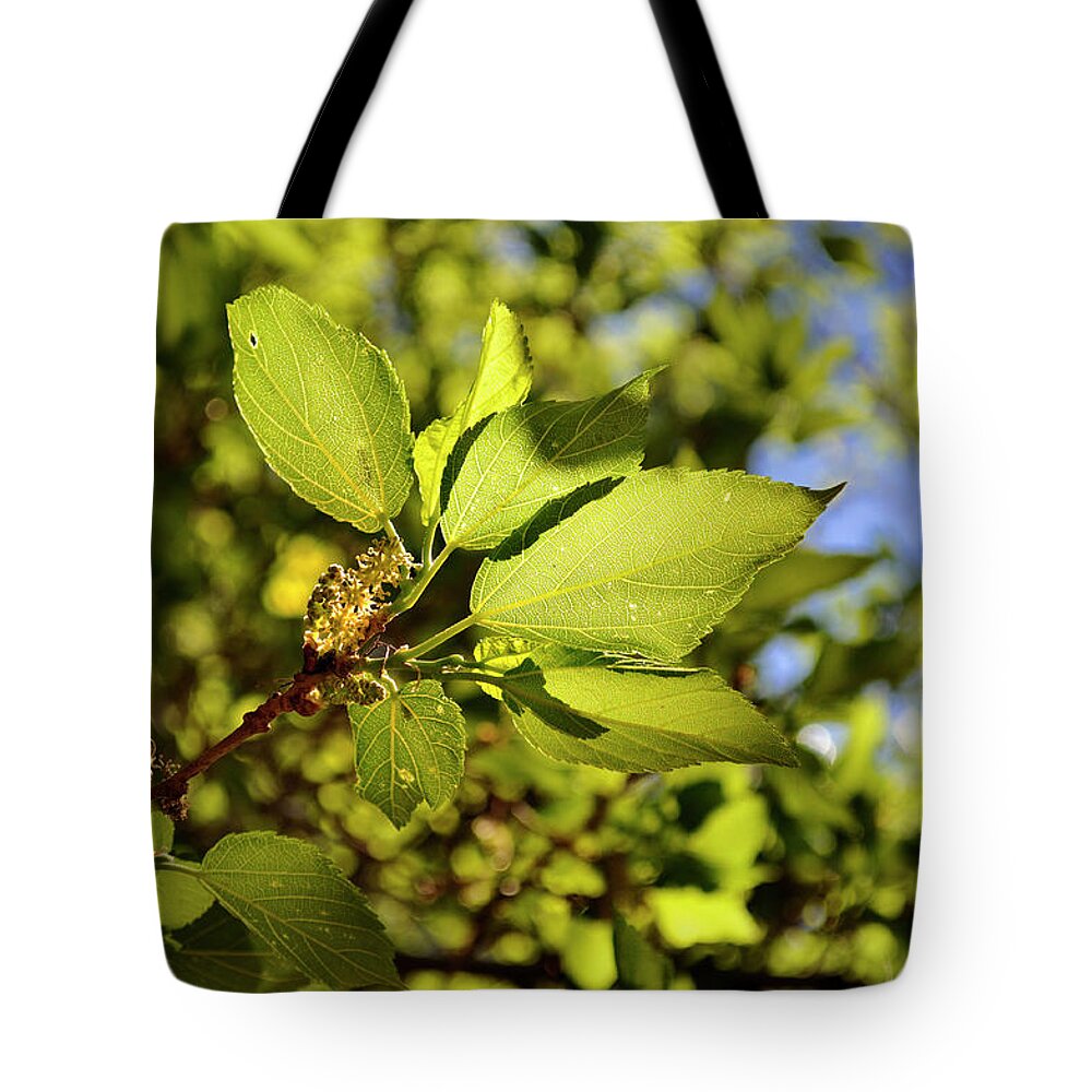 Landscape Tote Bag featuring the photograph Illuminated Leaves by Ron Cline