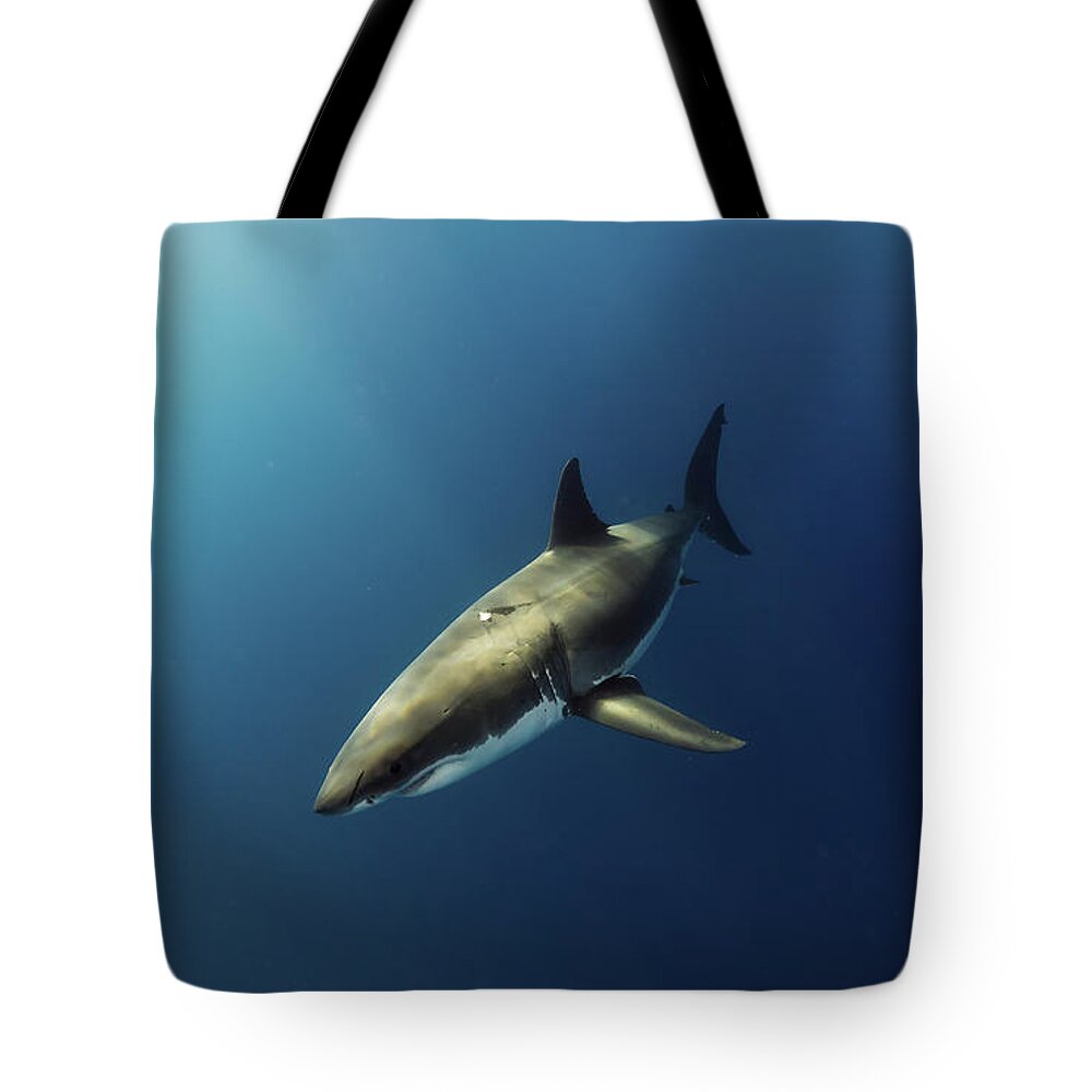 Great White Tote Bag featuring the photograph Illuminated by Shane Linke