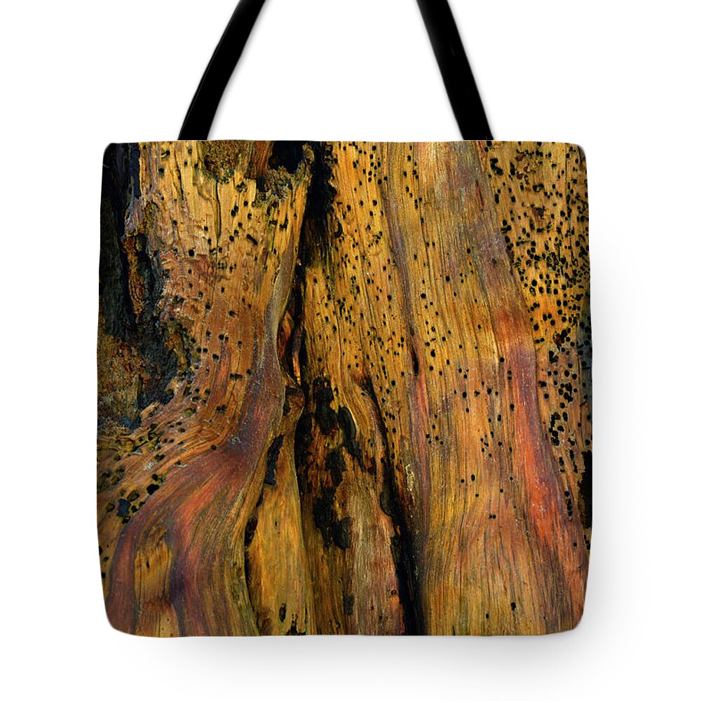 Jekyll Island Tote Bag featuring the photograph Illuminated Stump with Peeking Crab by Bruce Gourley