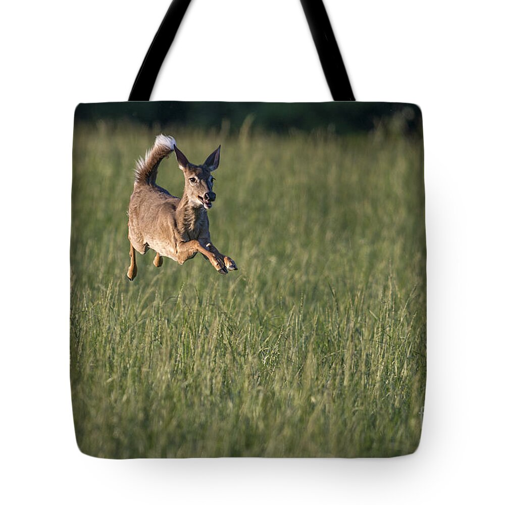 Deer Tote Bag featuring the photograph I'm flying by Dan Friend