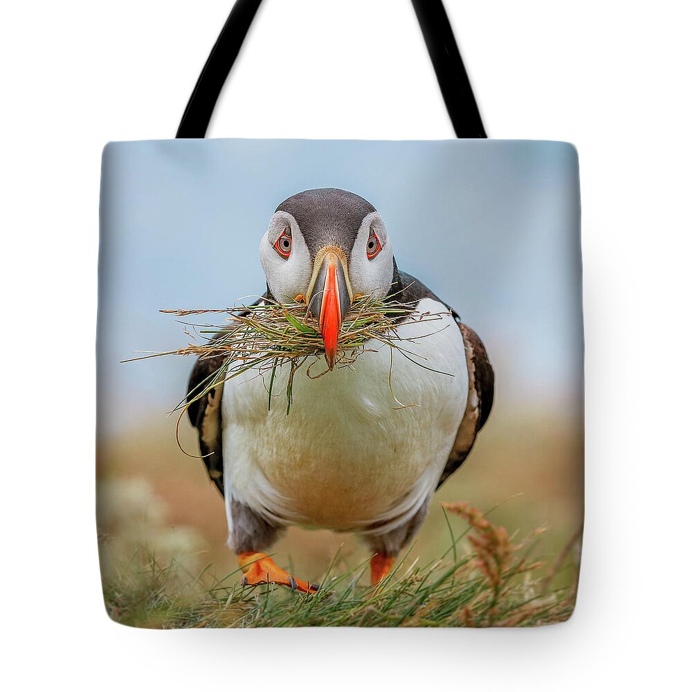 Puffin Tote Bag featuring the photograph I'm on the grass by Roy McPeak