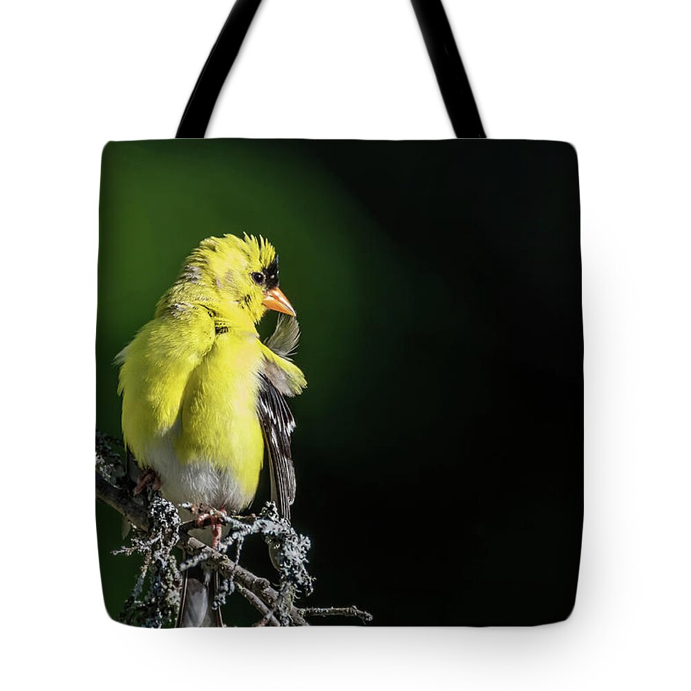 American Gold Finch Tote Bag featuring the photograph I'm Telling You, Preening Is For The Birds by Ron Dubreuil