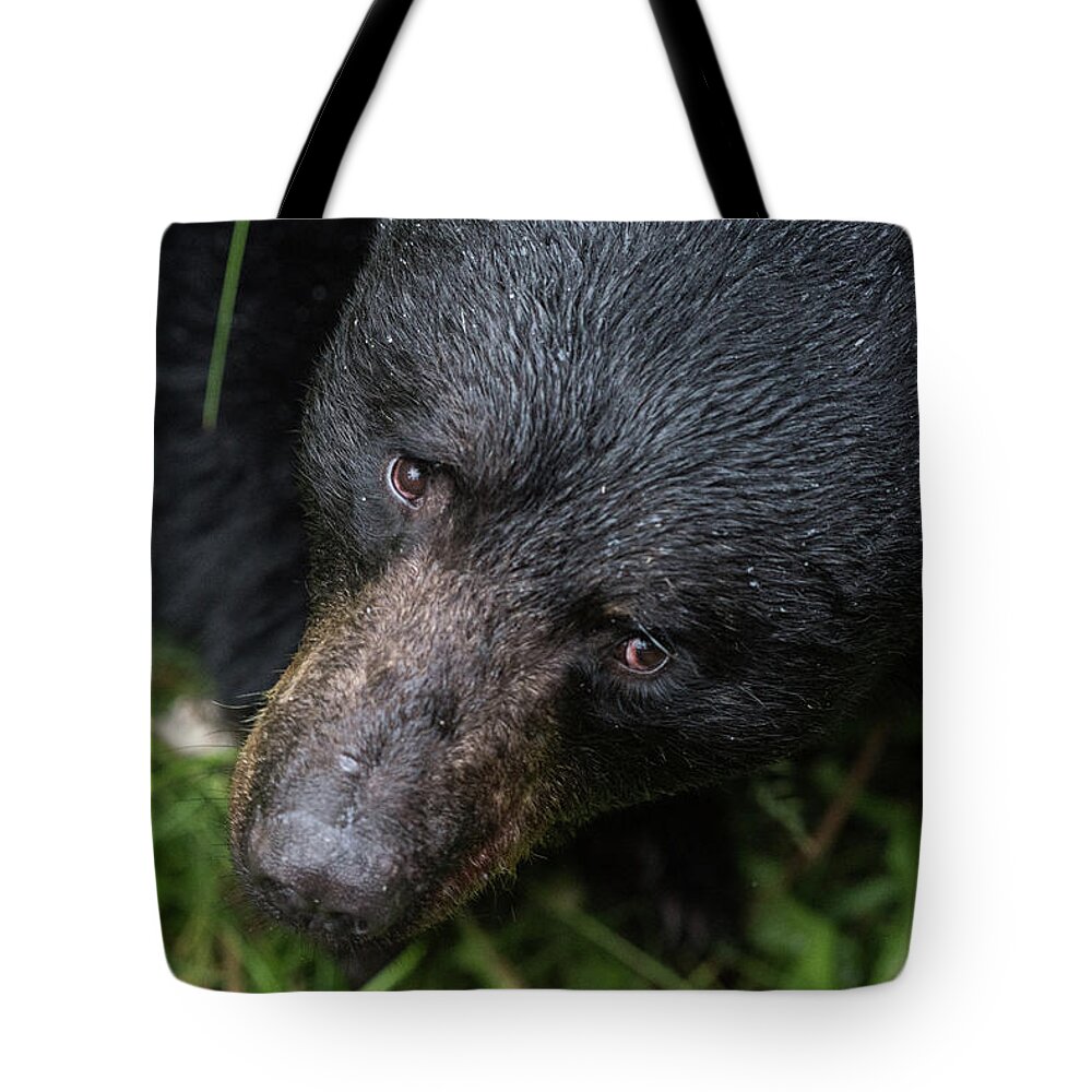 Black Bear Tote Bag featuring the photograph Im Watching you by David Kirby