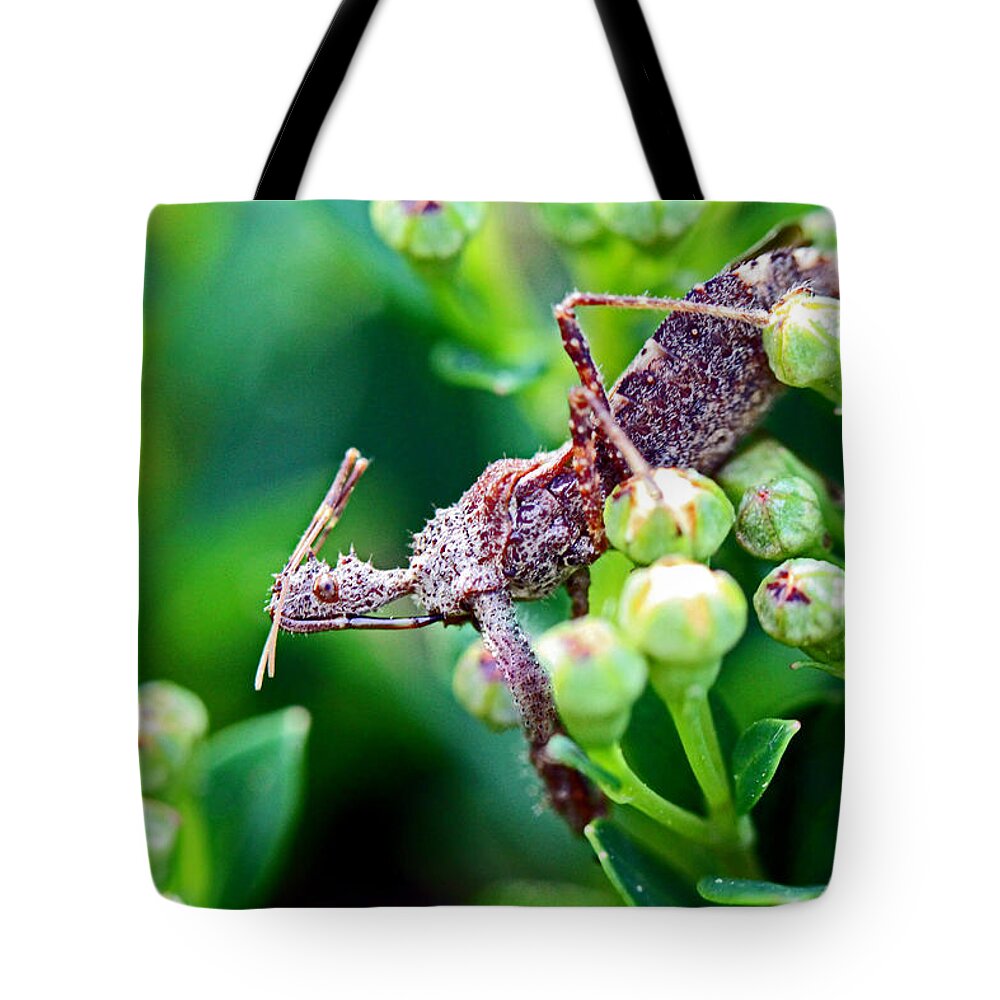 Insects Tote Bag featuring the photograph I'm Watching You by Jennifer Robin