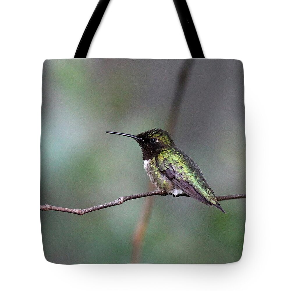 Ruby-throated Hummingbird Tote Bag featuring the photograph IMG_3753 - Ruby-throated Hummingbird by Travis Truelove