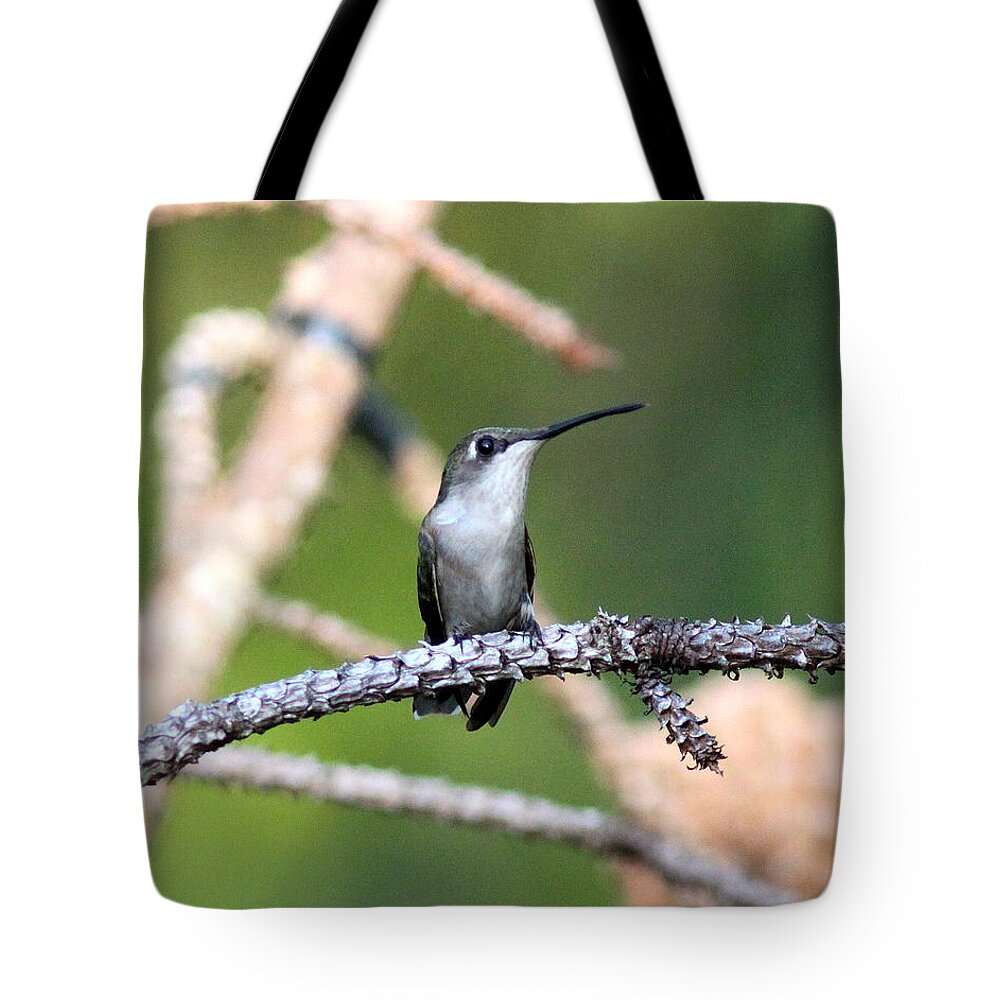 Ruby-throated Hummingbird Tote Bag featuring the photograph IMG_3958 - Ruby-throated Hummingbird by Travis Truelove