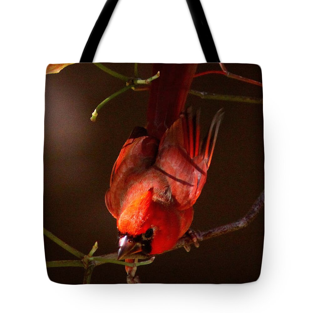 Northern Cardinal Tote Bag featuring the photograph IMG_4217-001 - Northern Cardinal Christmas Card by Travis Truelove