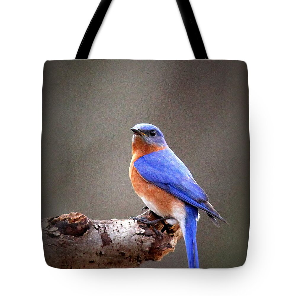 Eastern Bluebird Tote Bag featuring the photograph IMG_4405-002 - Eastern Bluebird by Travis Truelove