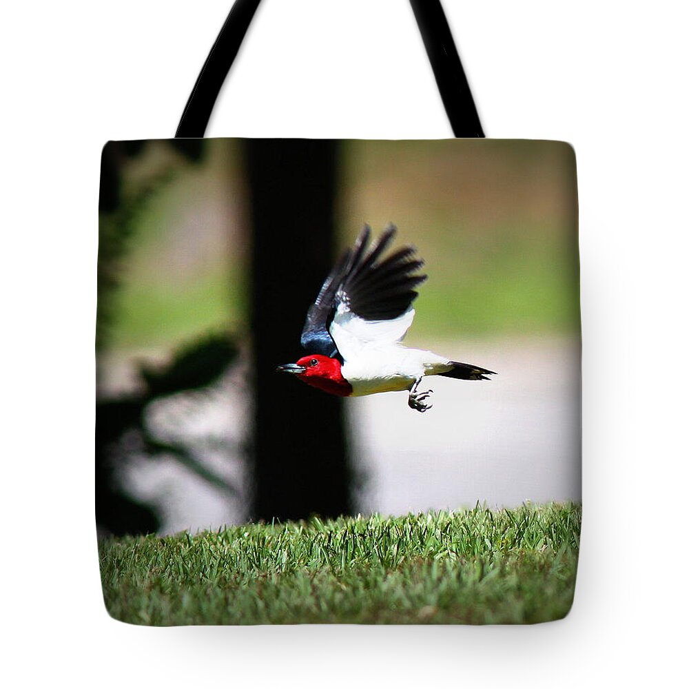 Red-headed Woodpecker Tote Bag featuring the photograph IMG_9193-001 - Red-headed Woodpecker by Travis Truelove